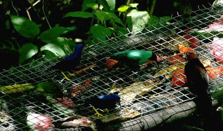 Purple and green honeycreepers and silver-beaked tanager on the fruit feeder