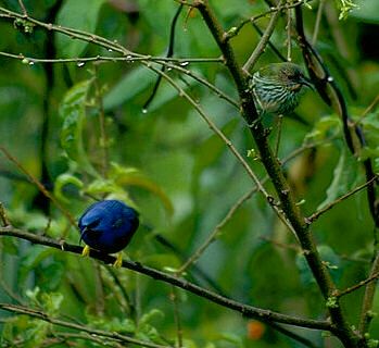 Purple honeycreepers, male and female