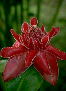 One of the many bromeliad blossoms
