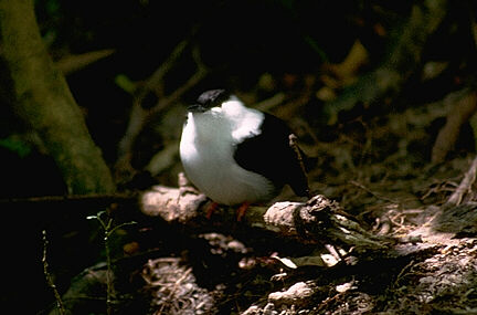 A white-bearded manakin close up