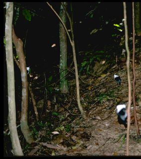 Manakins on their lek