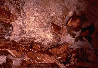 Oilbirds in their cave