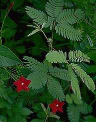 Red flowers and senstive mimosa