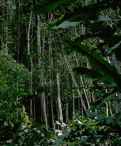 Mangroves on the eastern coast near Nariva