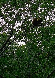 Howler monkey