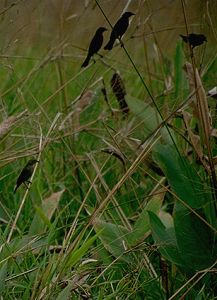 Birds in the grass