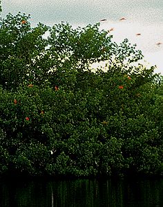 Scarlet ibises roosting in mangroves