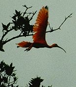 Scarlet ibis in flight