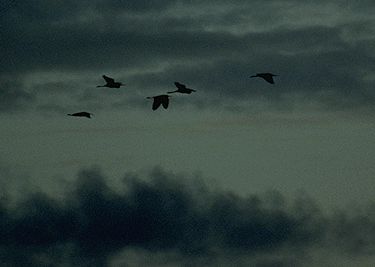 Egrets joining ibises at sunset